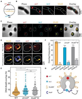 Frontiers MukBEF dependent chromosomal organization in widened